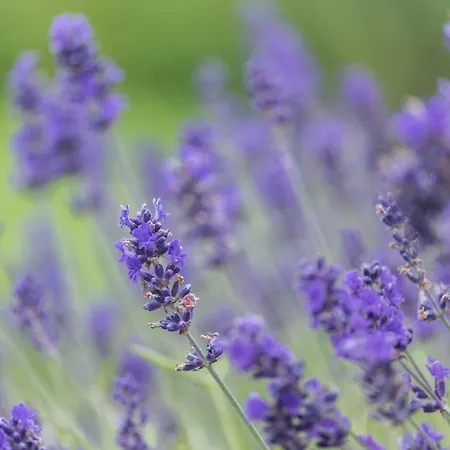 Apartman Landleben 35195 Hesel