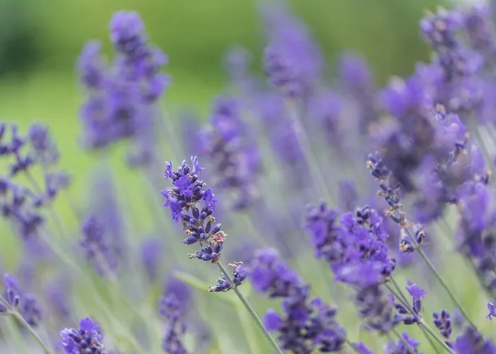 Апартаменты Landleben 35195 Хезель